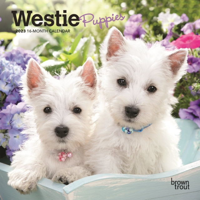 West Highland White Terrier Puppies 2023 Mini 7x7 Calendar