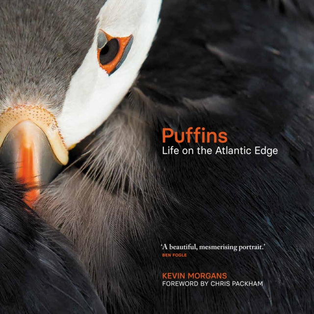 Puffins: Life on the Atlantic Edge