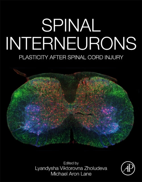 Spinal Interneurons: Plasticity after Spinal Cord Injury