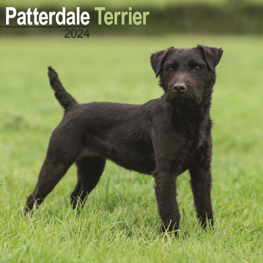 Patterdale Terrier Calendar 2024  Square Dog Breed Wall Calendar - 16 Month