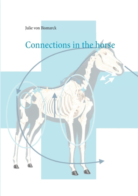 Connections in the horse