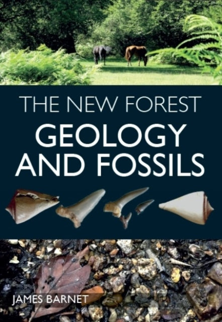 New Forest: Geology and Fossils