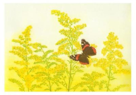 Maurice Bebb Goldenrod and Red Admiral Boxed Small Notecards