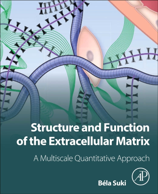 Structure and Function of the Extracellular Matrix: A Multiscale Quantitative Approach