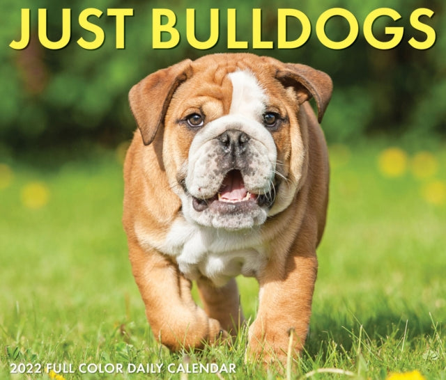 Bulldogs 2022 Box Calendar - Dog Breed Daily Desktop