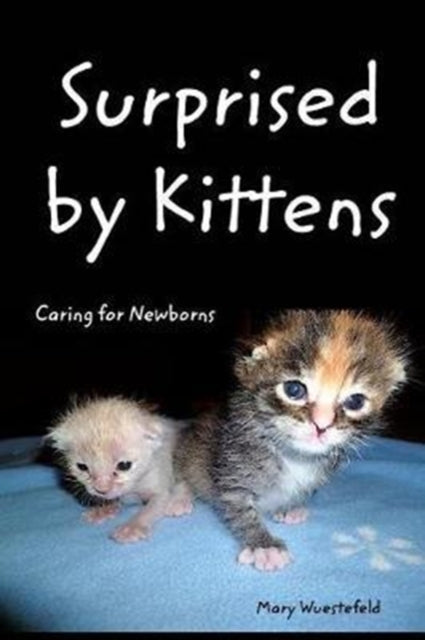 Surprised By Kittens