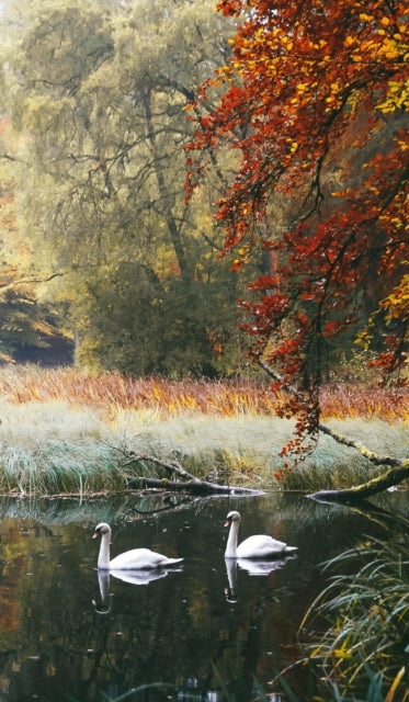 Swans of Faskally