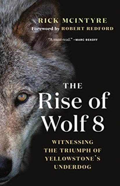 Rise of Wolf 8: Witnessing the Triumph of Yellowstone's Underdog