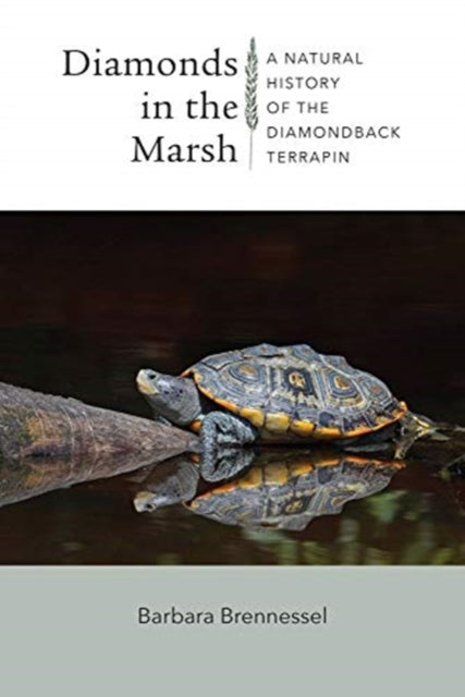 Diamonds in the Marsh - A Natural History of the Diamondback Terrapin