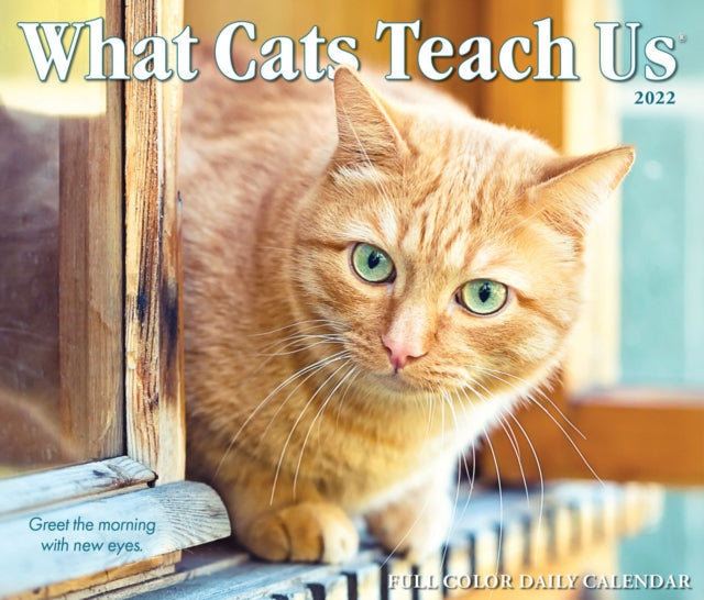 What Cats Teach Us 2022 Box Calendar, Daily Desktop