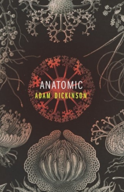 Anatomic