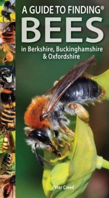 Guide to Finding Bees in Berkshire, Buckinghamshire and Oxfordshire