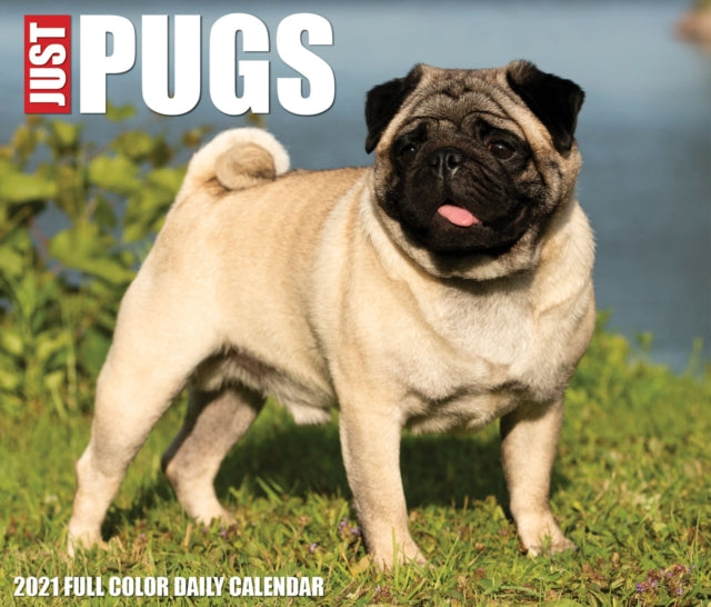 Pugs 2022 Box Calendar - Dog Breed Daily Desktop