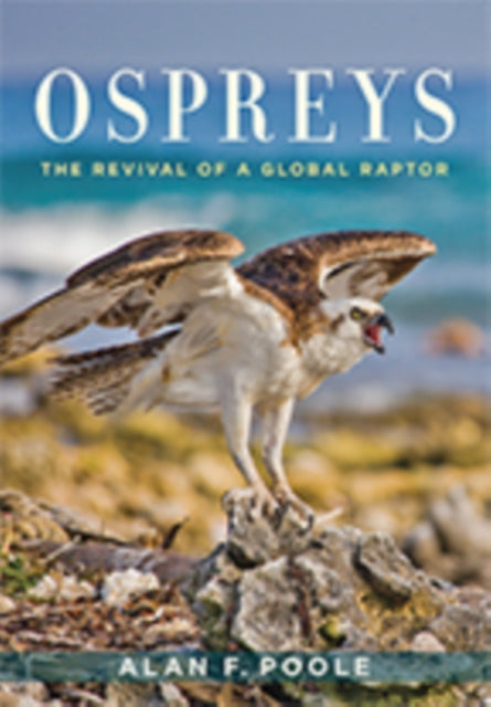 Ospreys: The Revival of a Global Raptor