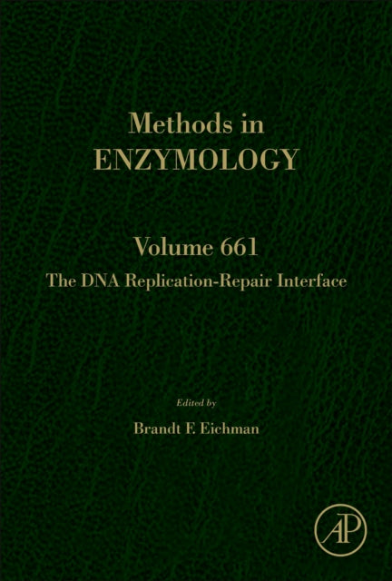 DNA Replication-Repair Interface